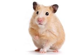 hamster