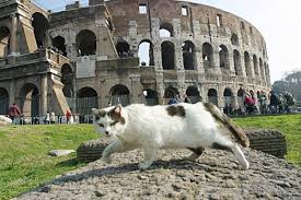 gatto-colosseo